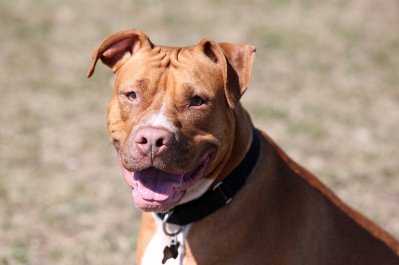 red-nosed-pit-bull-3406870_1280